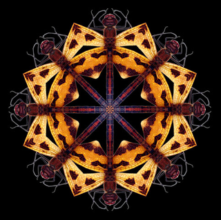 Illustration for article titled Remarkable Nikon Small World Microscope Photography Winners